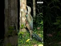 Download Lagu mahluk aneh keluar dimalam hari #burung #animals