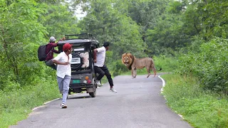 जंगल में शेर का हमला 😱🦁 Lion attack in the jungle