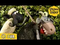 Download Lagu Shaun the Sheep 🐑 The Crazy Goat Chase 🤪🏃‍♂️ Full Episodes Compilation [1 hour]