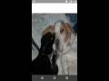 Android shared element transition with padding