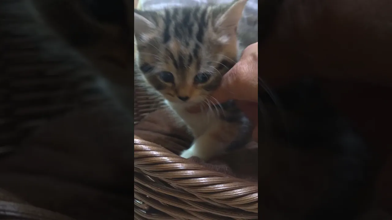 動画