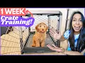 5 Crate Training Steps that ACTUALLY Work This is how I crate trained Wally in ONE WEEK