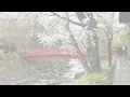 ♪　雨　(歌:三善英史)　昭和47年