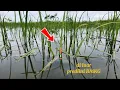 Video full strek || Spot padi jadi sarang ikan nila #fishing #spotnilaliar