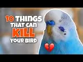 These 10 Things Can KILL Your Bird
