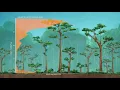Real World The Carbon Cycle -