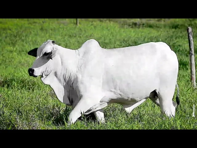 Novilha Nelore FBRA - 203