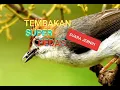 Download Lagu Suara tembakan burung yuhina gacor cocok untuk masteran murai batu dan cucak ijo dll