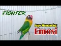 Lovebird Ngekek Panjang JAGO memancing EMOSI Lawan, Berkat Suaranya Lovebird Diam Langsung NYAUT