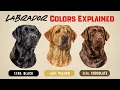 Understanding Labrador Retriever Colors Genetics Simplified