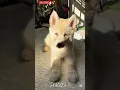 Download Lagu Animal transformation videos #animals Yk toon's found animal here