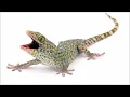Download Lagu Gecko sound - 壁虎的聲音 [Suara tokek]