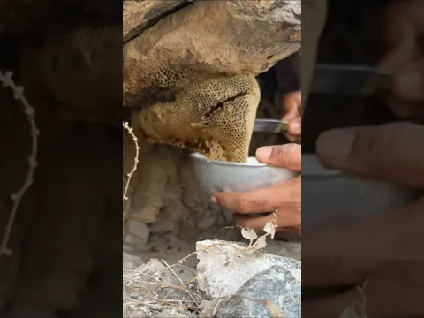 خلية عسل بوطويق من موسم السدر الحمدلله