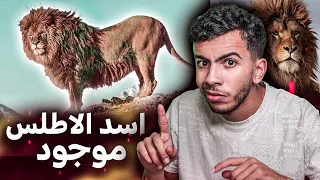 اخيرا العثور على اسد الاطلس في جبال المغرب     دندنها