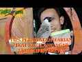 Download Lagu Tips Perawatan Harian Pikat Kutilang Agar Performanya Stabil