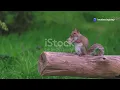 The Wise Little Squirrel and the Lasy Crow