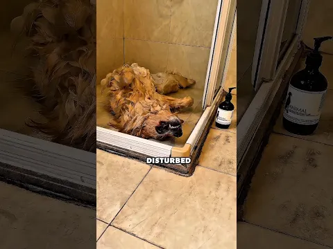 He Thought Something Was Wrong With His Dog😀
