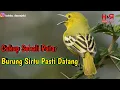 Lagu Sirtu gacor tarung,ampuh buat pikat || hobby dan rejeki