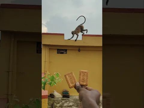 Hanuman 🍭🎈