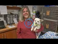 2023 Year in Review at Cummings School of Veterinary Medicine at Tufts University