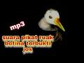 Download Lagu Mikat ruak..mp3 ruak betina