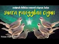 Download Lagu suara panggilan ciblek gunung || suara alam cigun untuk menaikan emosi agar bren panjang