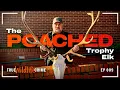 True Wildlife Crime The Poached Trophy Elk