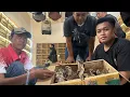 Download Lagu UNBOXING BURUNG LOLOHAN BESERA HARGA !! BURUNG ANAKAN CENDET - SOGON - CIGUN - RAMBATAN DORAEMON DLL