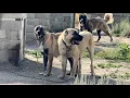 Download Lagu ÇOK ZOR OLDU AMA İMKANSIZI BAŞARDIK!! BU İKİ KÖPEKTEN EFSANE YAVRULAR YOLDA