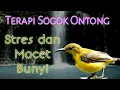 Download Lagu Terapi SOGON Agar RAJIN BUNYI Dan Cepat GACOR