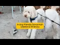 The Ulti-Mutt Dog-Friendly Savannah GA Itinerary