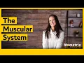 The Muscular System