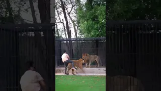 النمر ارعب الأسد دون قصد خوف الأسد Tiger Vs Lion 