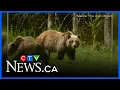 2 grizzlies killed by conservation officers in Nelson