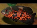 Download Lagu Mengenal Jenis Ikan Oscar Batik, ikan hias air tawar aquarium yang mempesona hingga terpopuler dunia