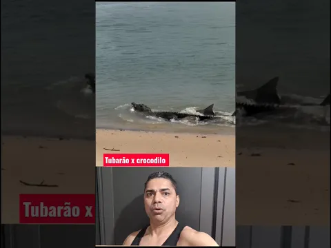 Tubarão vs crocodilo briga de cachorro Grande!