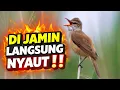 Lagu SUARA ASLI KERAK BASI ALIS HITAM GACOR DOR TANPA JEDA COCOK BUAT MASTERAN
