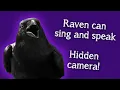 Download Lagu Fable the Raven | Raven speaks and sings...hidden camera!