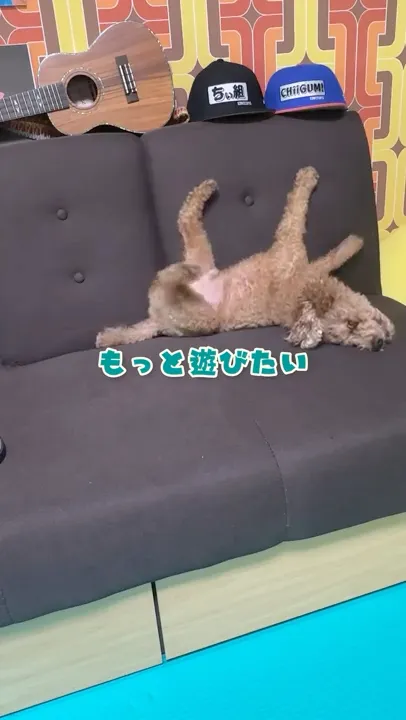 水遊びでは満足出来ずに、ベルを鳴らしておやつを要求するイッヌ🐶 #トイプードル #犬 #dog #dogs #cutedog #funnydog