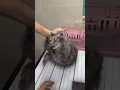 Download Lagu How to deal with angry cat and ferocious cat 🐱 part 108