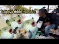 Download Lagu Panen ikan hias di muara,,,gak nyangka bisa dapat sebanyak ini
