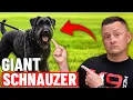 The Pros and Cons Of Owning A Giant Schnauzer