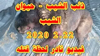 ذئب الشيب فيديو نادر اثناء قتله 2020 