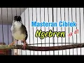 Download Lagu Masteran Ciblek ngebren ak 47 dengan cepat meramgsang ciblek bahan agar cepat bunyi dan ngebren MP3