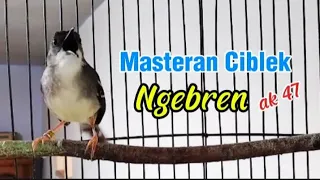 masteran ciblek ngebren ak 47 dengan cepat meramgsang ciblek bahan agar cepat bunyi dan ngebren