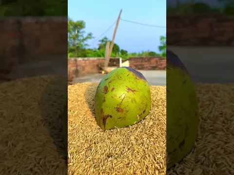 Nature coconut creative videography short #amazing #creative #nature #coconut #videography #shorts