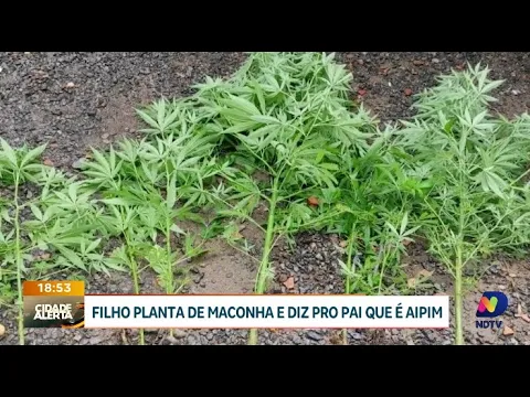 Homem alega plantar aipim, mas polícia descobre cultivo de maconha