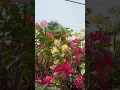 Download Lagu Capturing Spring's Bougainvillea 💐On My Way To The Library 📚#shorts #ytshorts #kaexan