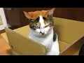 Lagu I Wanted a CAT, But God Gave Me a Comedian! 🤣 Funniest Cats Video