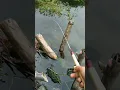 Download Lagu Mancing Wader ikan sampai kelihatan rebutan umpan 😱 #microfishing